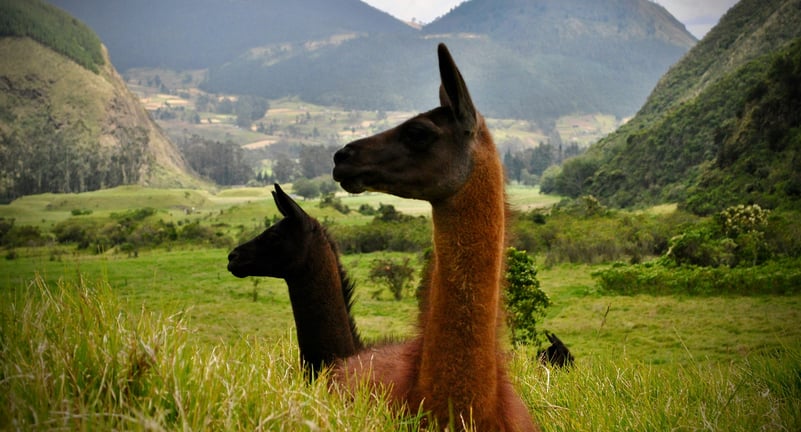  LLAMA 2: So good they named it twice 