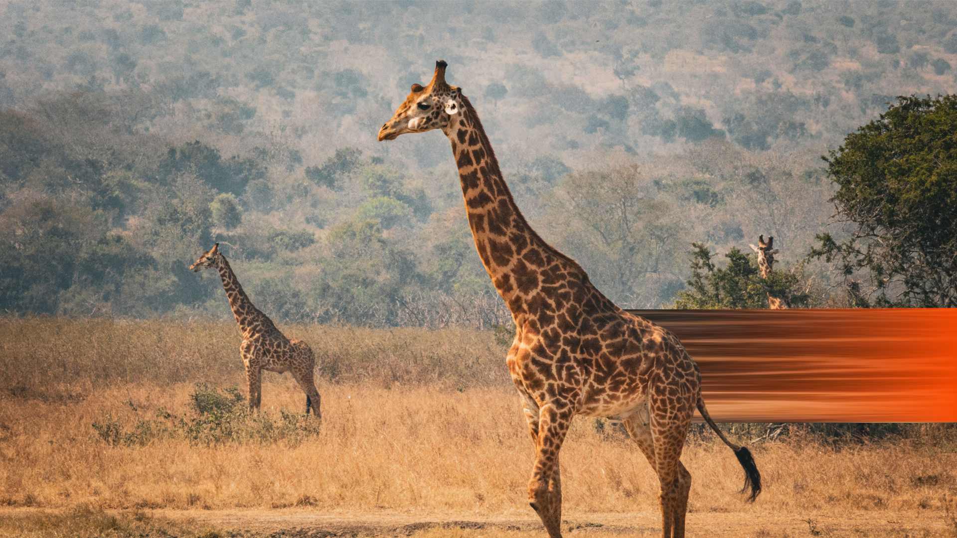 AMES - giraffes