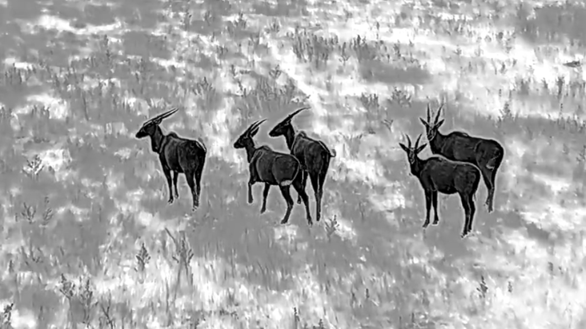 AMES_animals 2