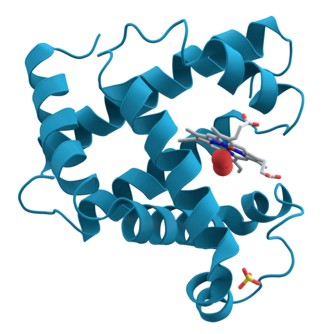 3D model of a Myoglobin protein