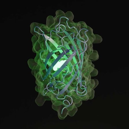 Fluorescent esmGFP, as from the ESM-3 paper