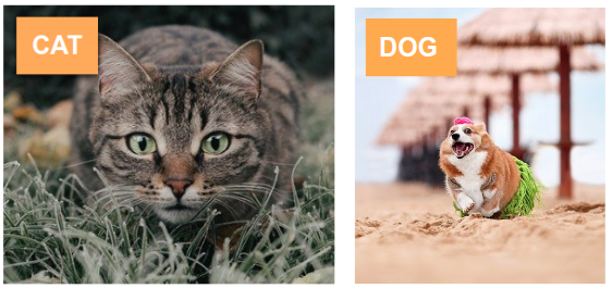 Illustration cat and dog