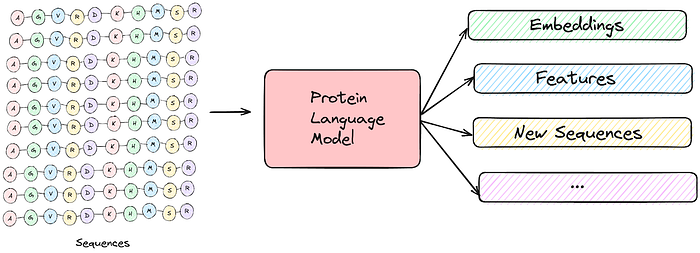 Protein Language Models