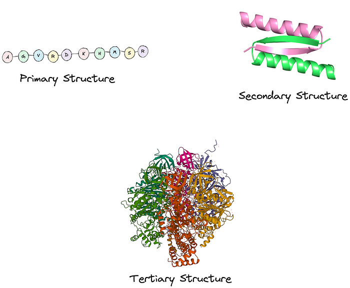 Protein Structure Overview