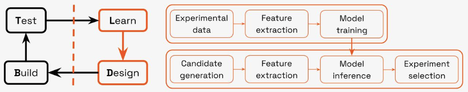 Detailed view of the AI-driven “Learn” and “Design” phases of the DBTL cycle.