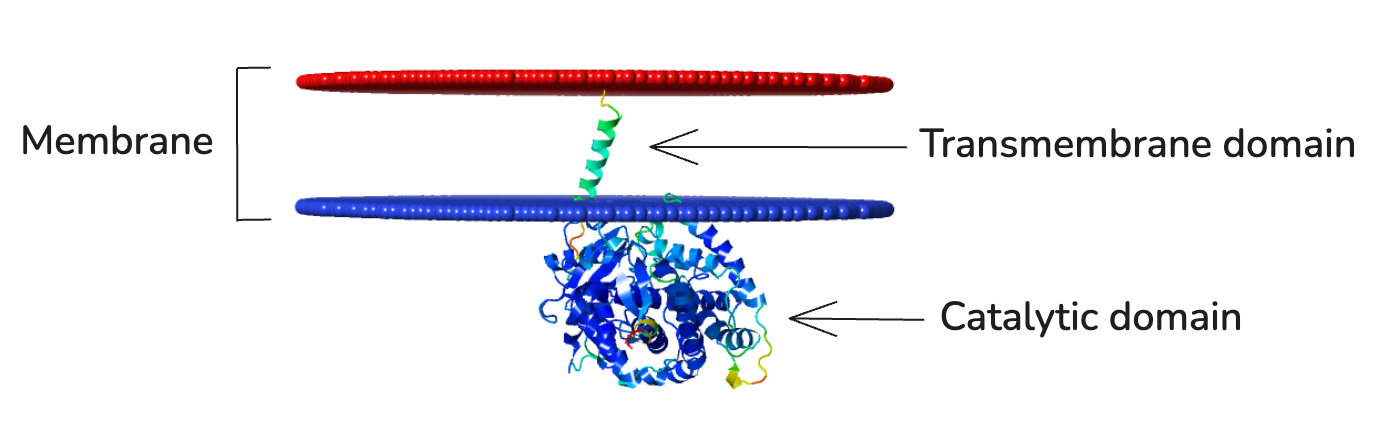 3D model of a membrane-inserted CYP enzyme